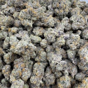 Buy Gary Payton 13 Cannabis In EU