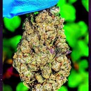 Buy 1lb Rainbow Belts Cannabis in EU