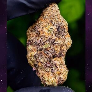 Buy Black Cherry Gelato cannabis EU