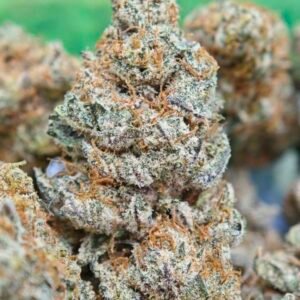 Buy 1lb Sunset Sherbet Cannabis EU